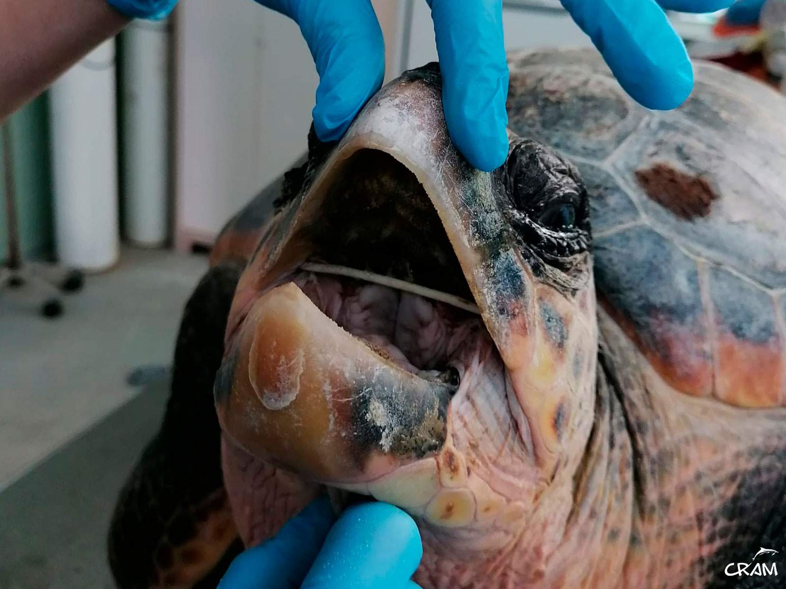 Tortuga atendida por el CRAM Tortuga atendida por el CRAM