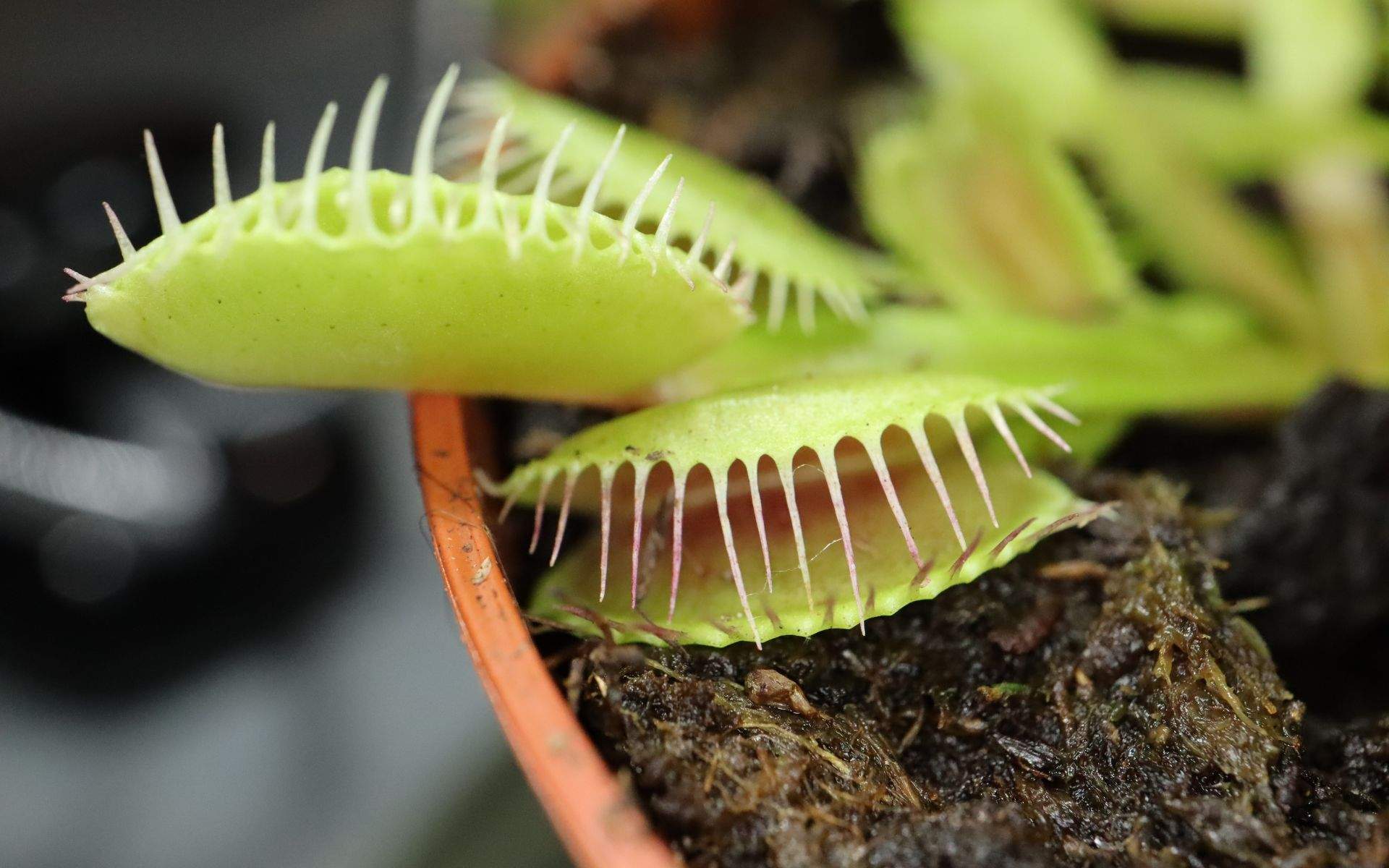 Cómo cuidar las plantas carnívoras: el truco de un experto en jardinería que te ayudará a salvarlas