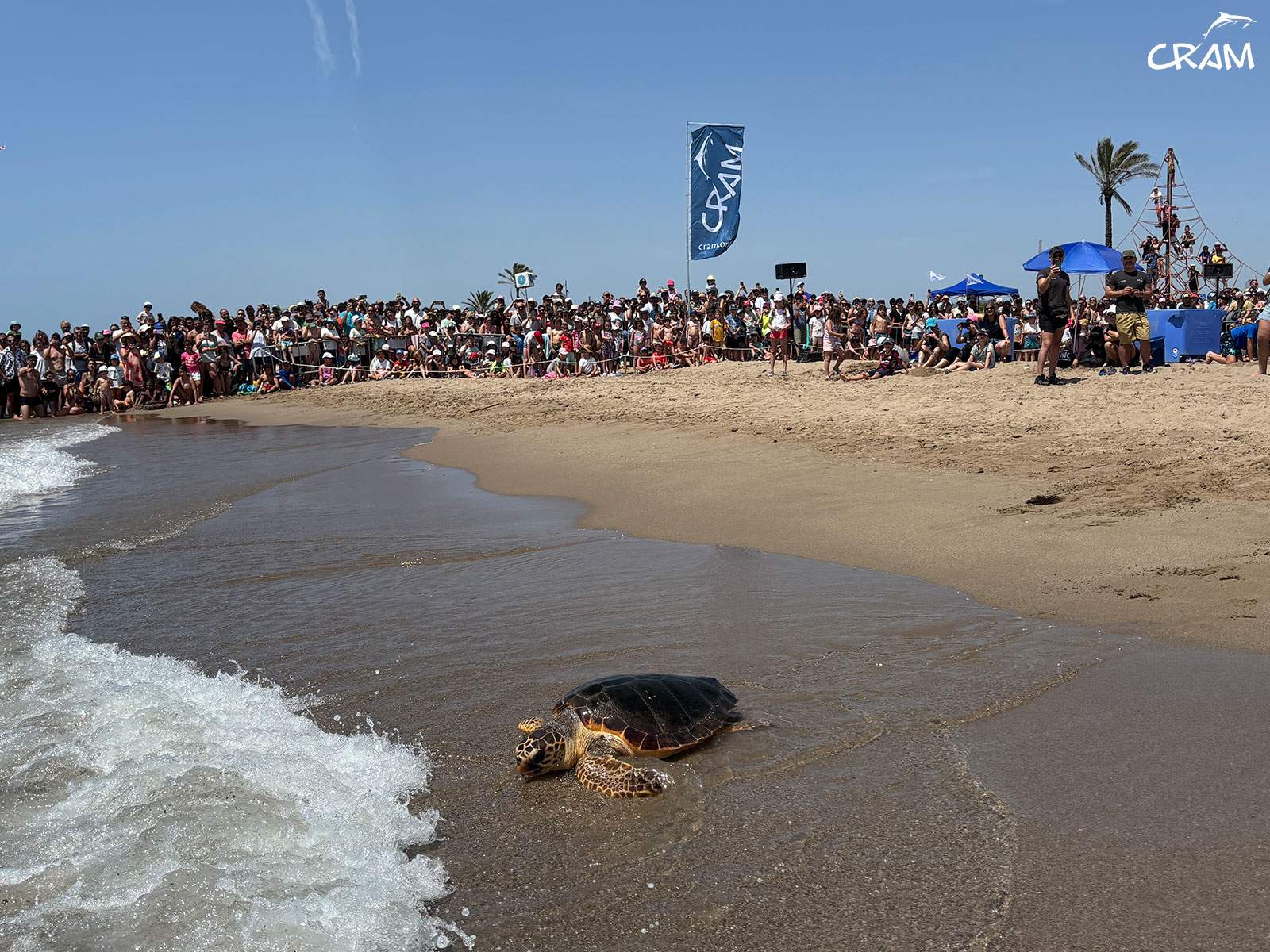 Tortuga alliberada / Fundació CRAM Tortuga alliberada / Fundació CRAM