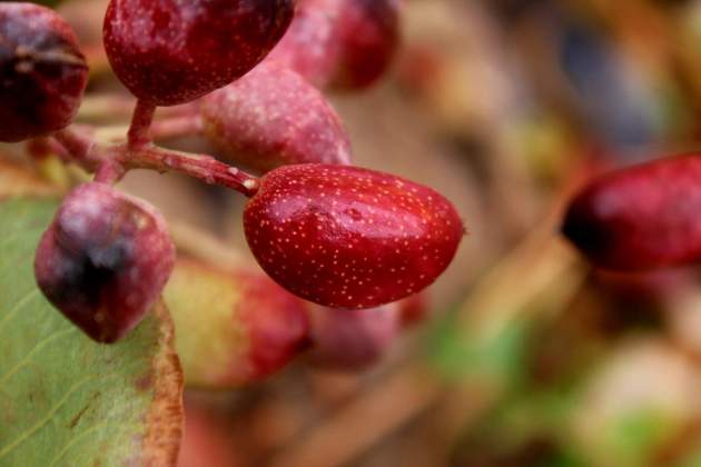El pistachero és un arbre que requereix molt poc reg / Foto: Unsplash