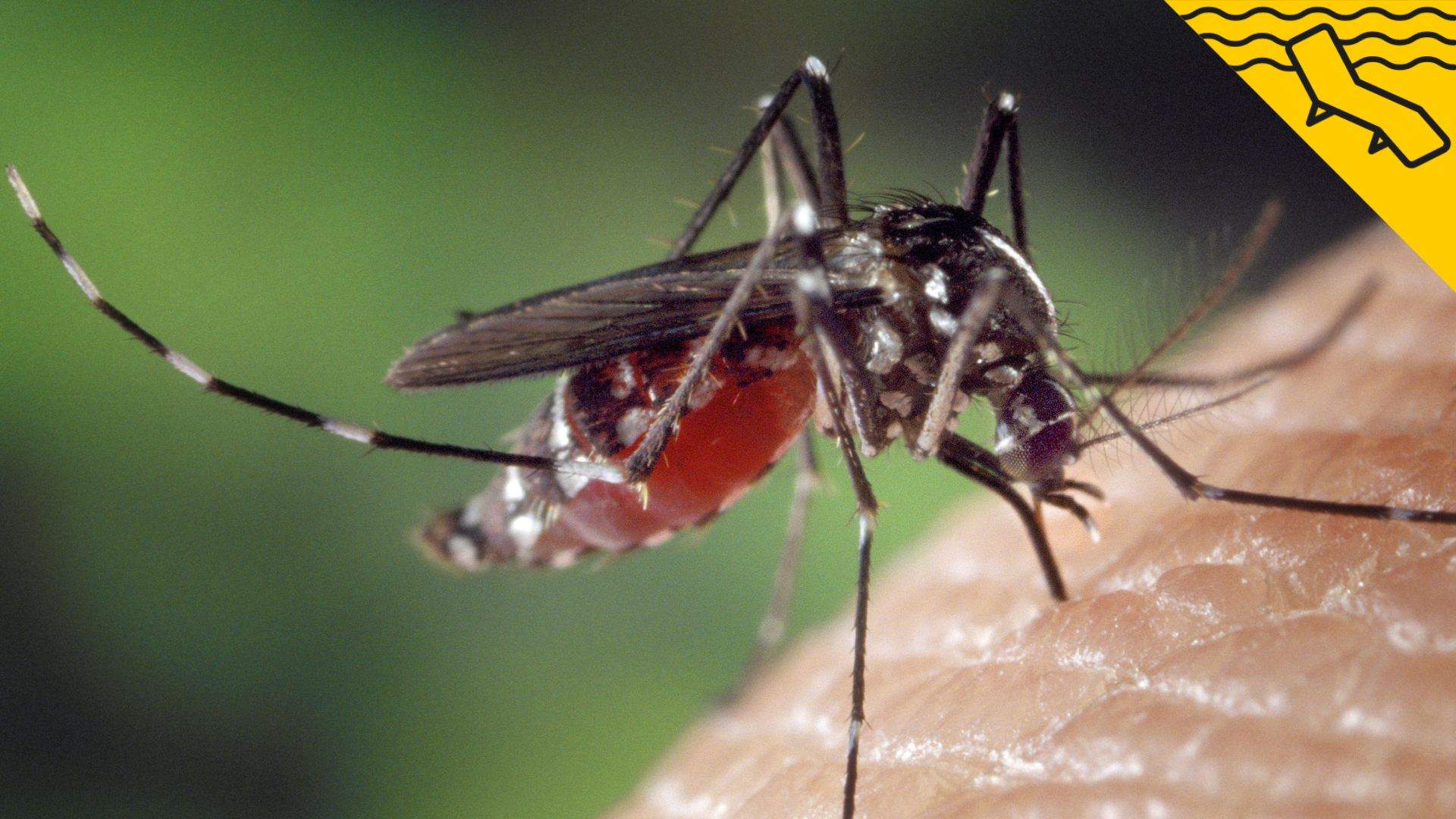 Així es pot fer repel·lent de mosquits amb olis essencials: solució casolana a les picades