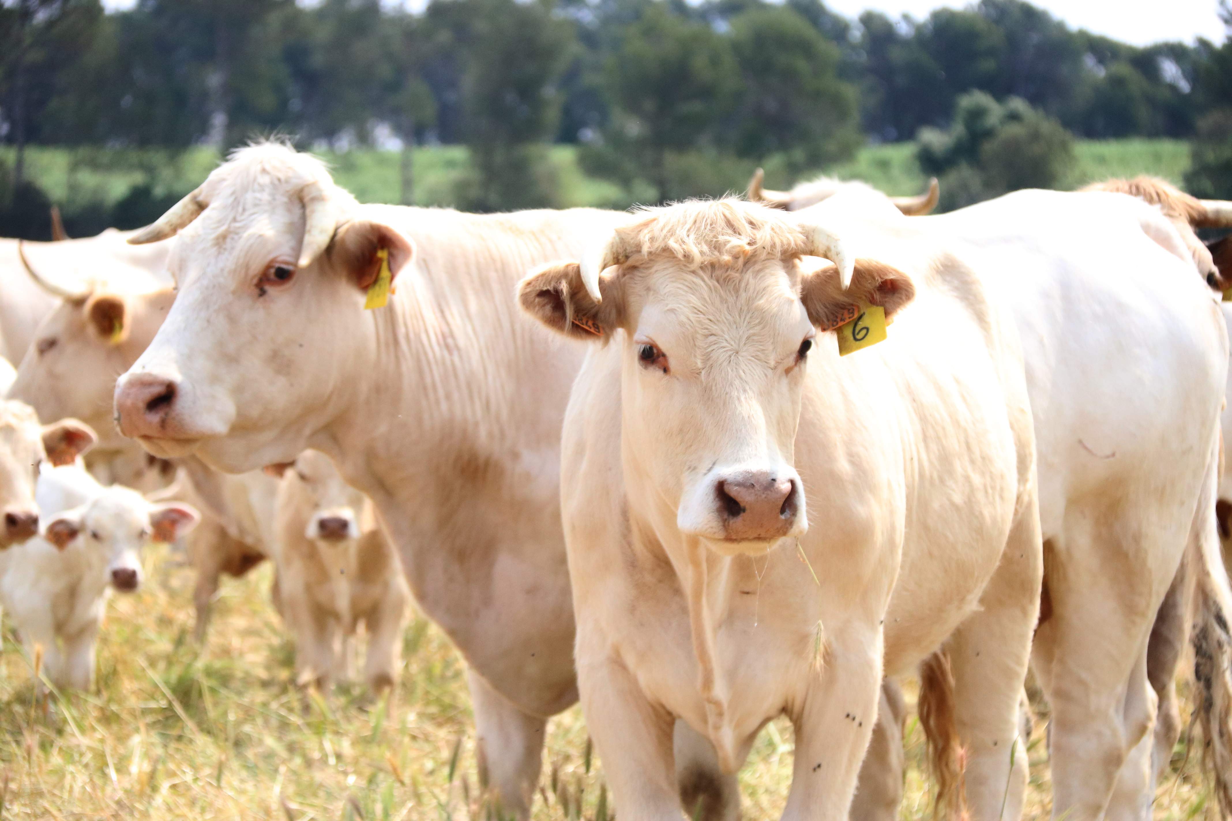 Polémica por obligar a un ganadero a matar todo un rebaño de vacas por sospecha de tuberculosis