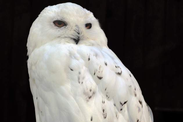 Duque blanco, Bubo scandiacus / Wikimedia Commons Duque blanco, Bubo scandiacus / Wikimedia Commons