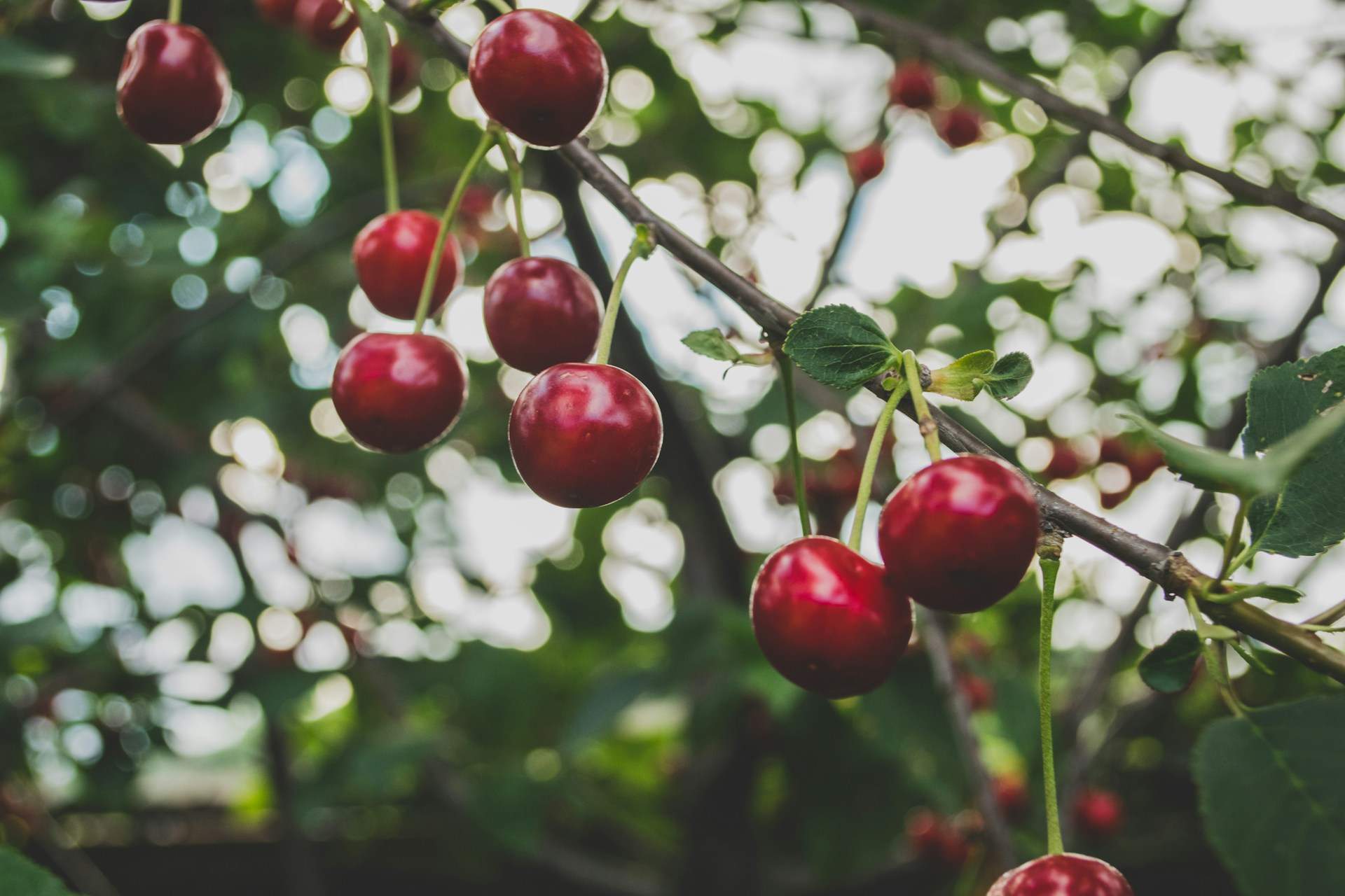 Este postre a base de cerezas, típico de Reus, es la receta perfecta para hacer este Corpus