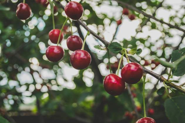Cereza, una fruta delicada / Foto: Unsplash Cereza, una fruta delicada / Foto: Unsplash