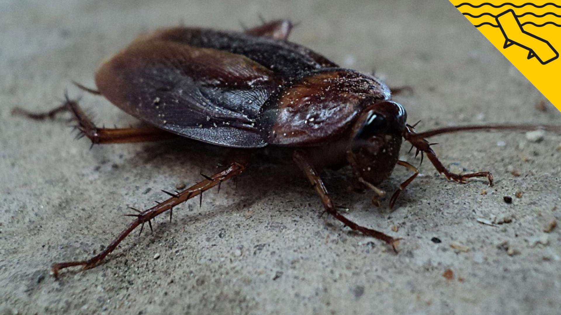 El truco casero que te ayudará a acabar con las cucarachas en casa de una vez por todas