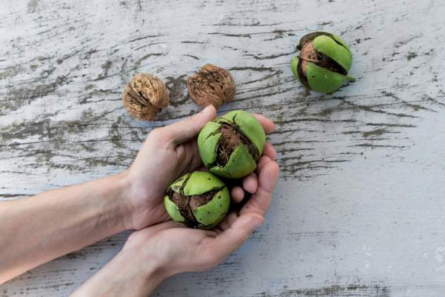 La fruita es troba dins d'una closca molt dura / Foto: Unsplash La fruita es troba dins d'una closca molt dura / Foto: Unsplash