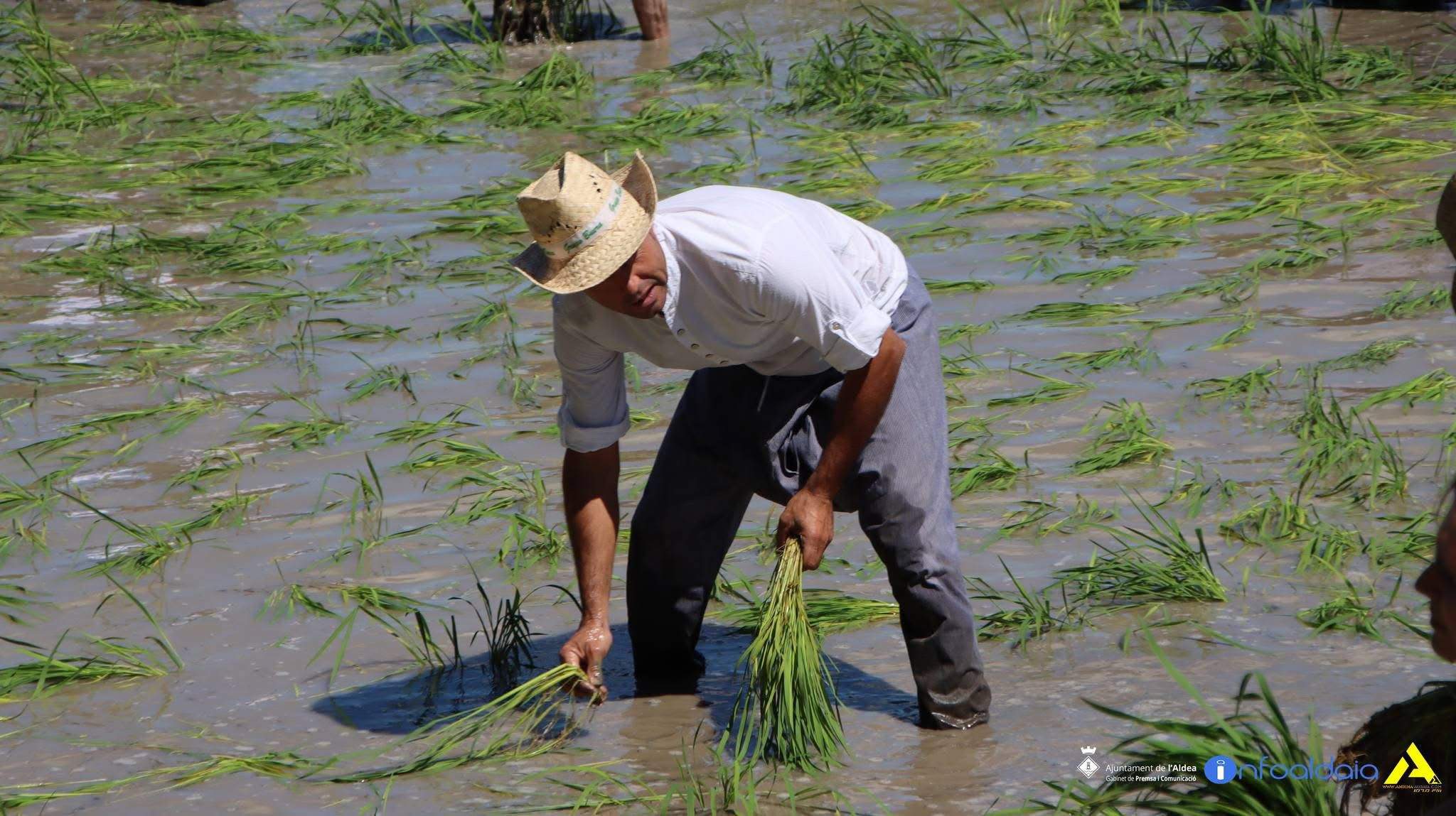 Fiesta de la plantación del arroz Fiesta de la plantación del arroz
