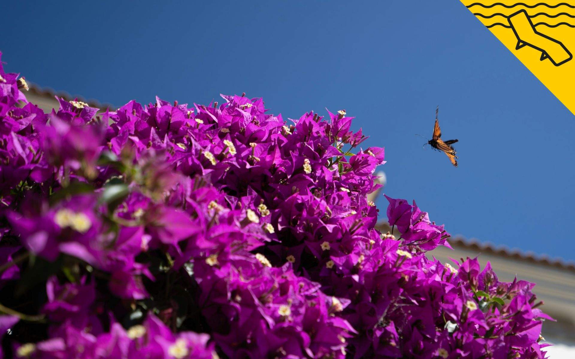 La planta de exterior resistente al calor extremo: aguantará todo el verano en el balcón