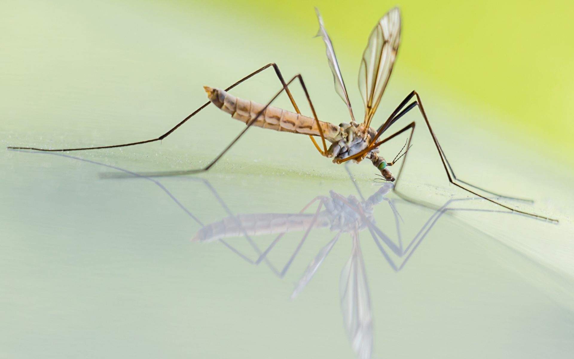 Ni espelmes ni insecticides: el remei de l'àvia per acabar amb els mosquits i les mosques