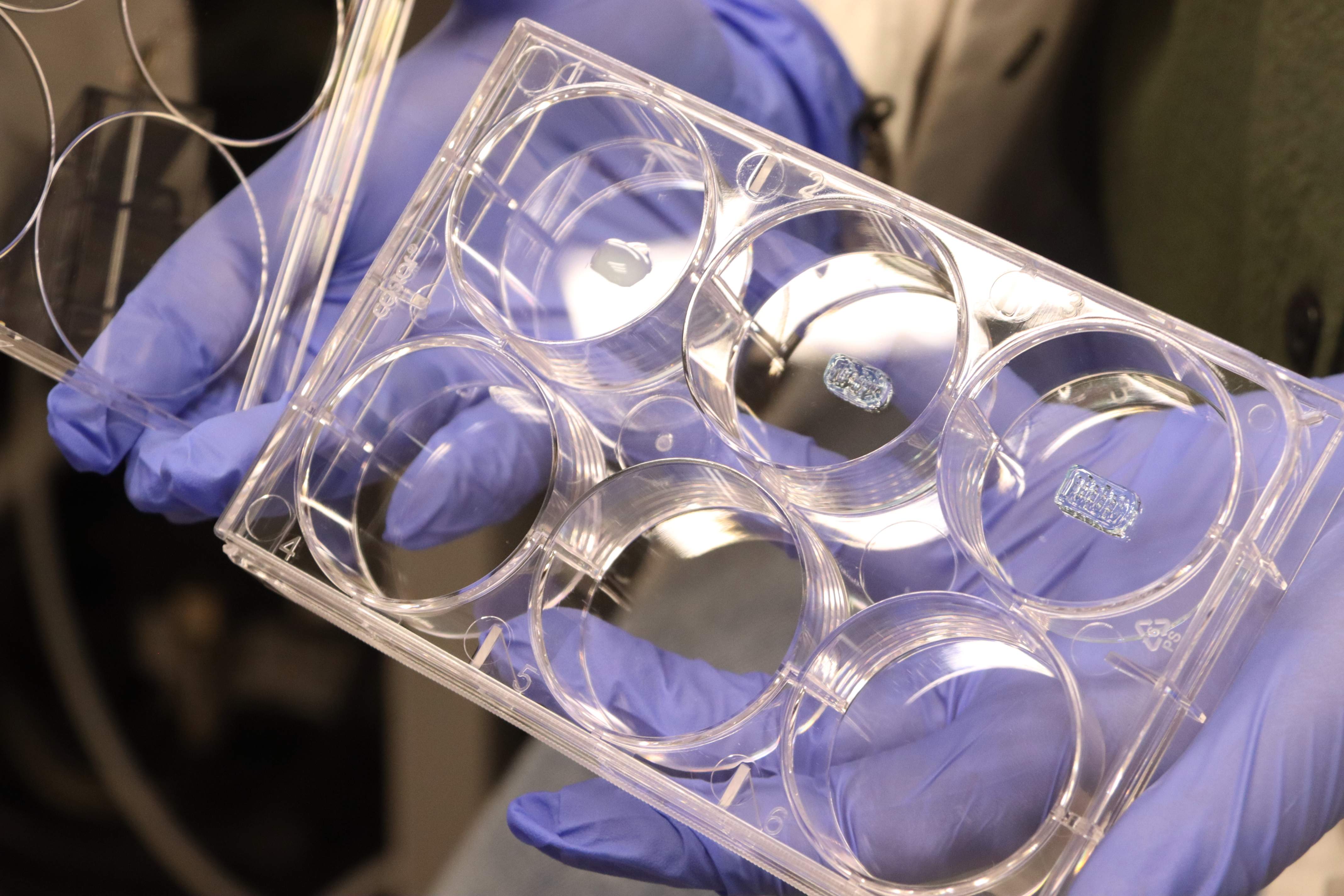 Investigadores catalanes dan un paso clave en medicina regenerativa: tejido cardiaco 3D que late