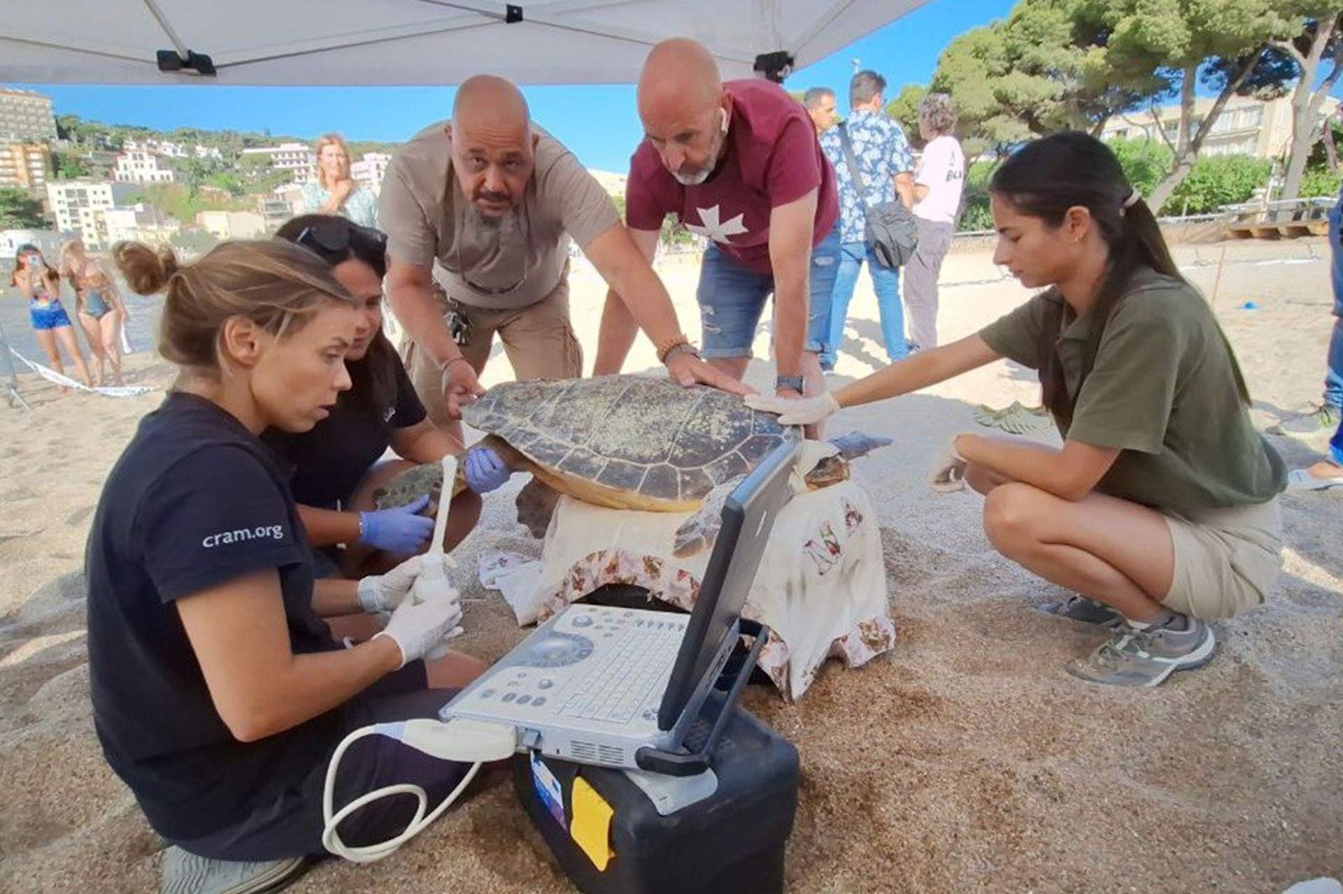 Primers nius de tortuga careta de l'estiu a la costa catalana