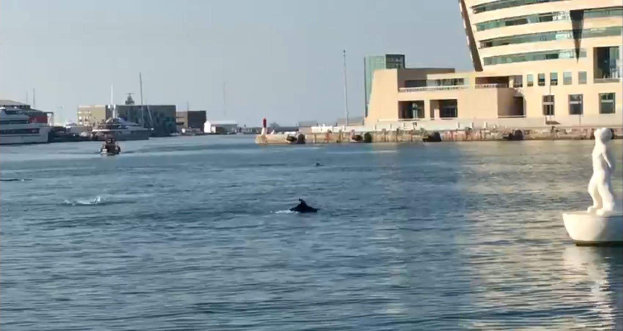 Visita inesperada al Port de Barcelona: cinc dofins neden a tocar de la Rambla de Mar | VÍDEO