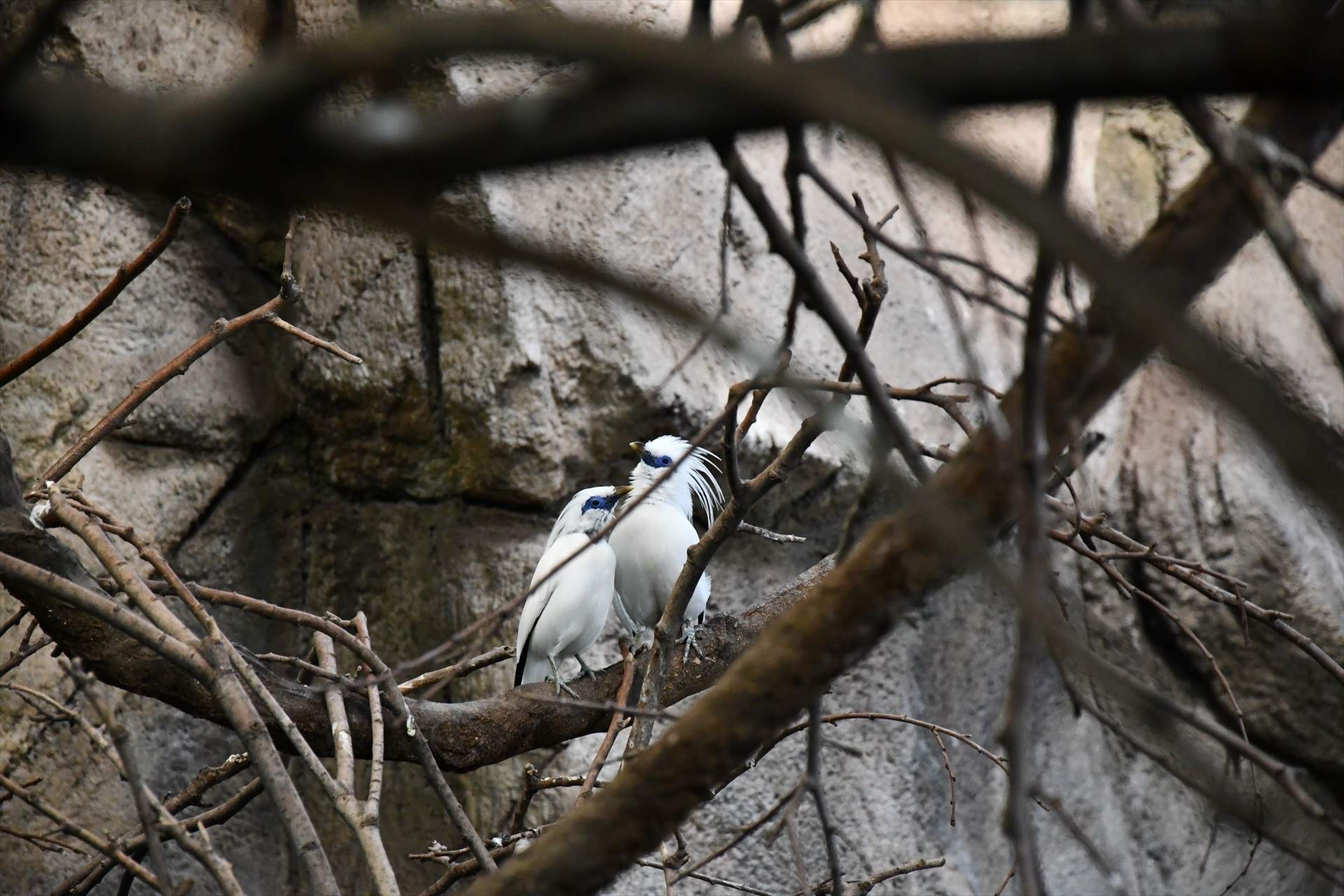 Exemplars de Mainà de Bali / Zoo de Barcelona Exemplars de Mainà de Bali / Zoo de Barcelona