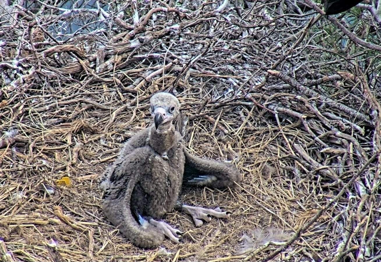 Cria de voltor negre / CAIB Cria de voltor negre / CAIB