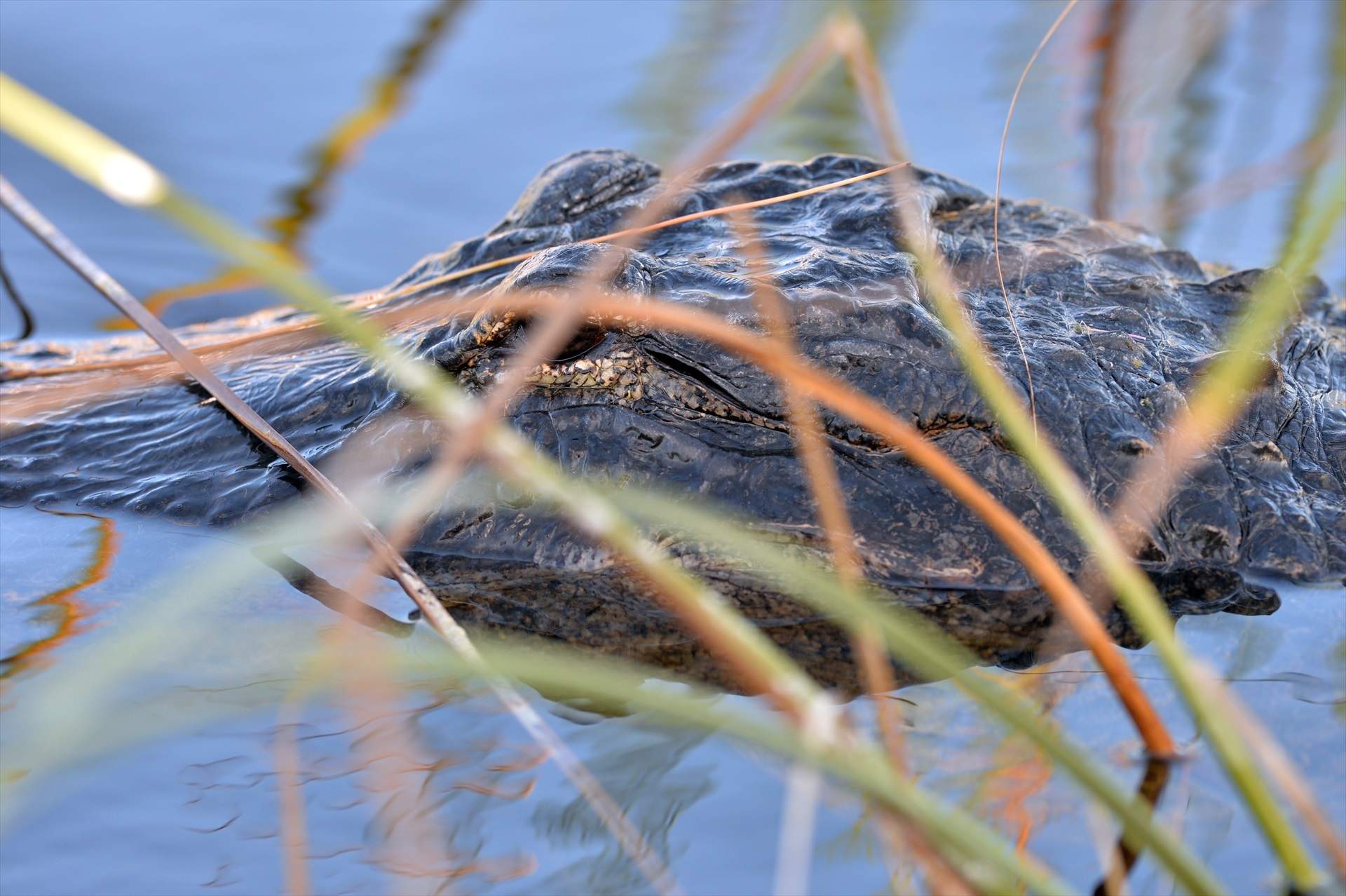 'Alligator Alcatraz', la nova presó de Trump que està rodejada de pantans infestats de caimans