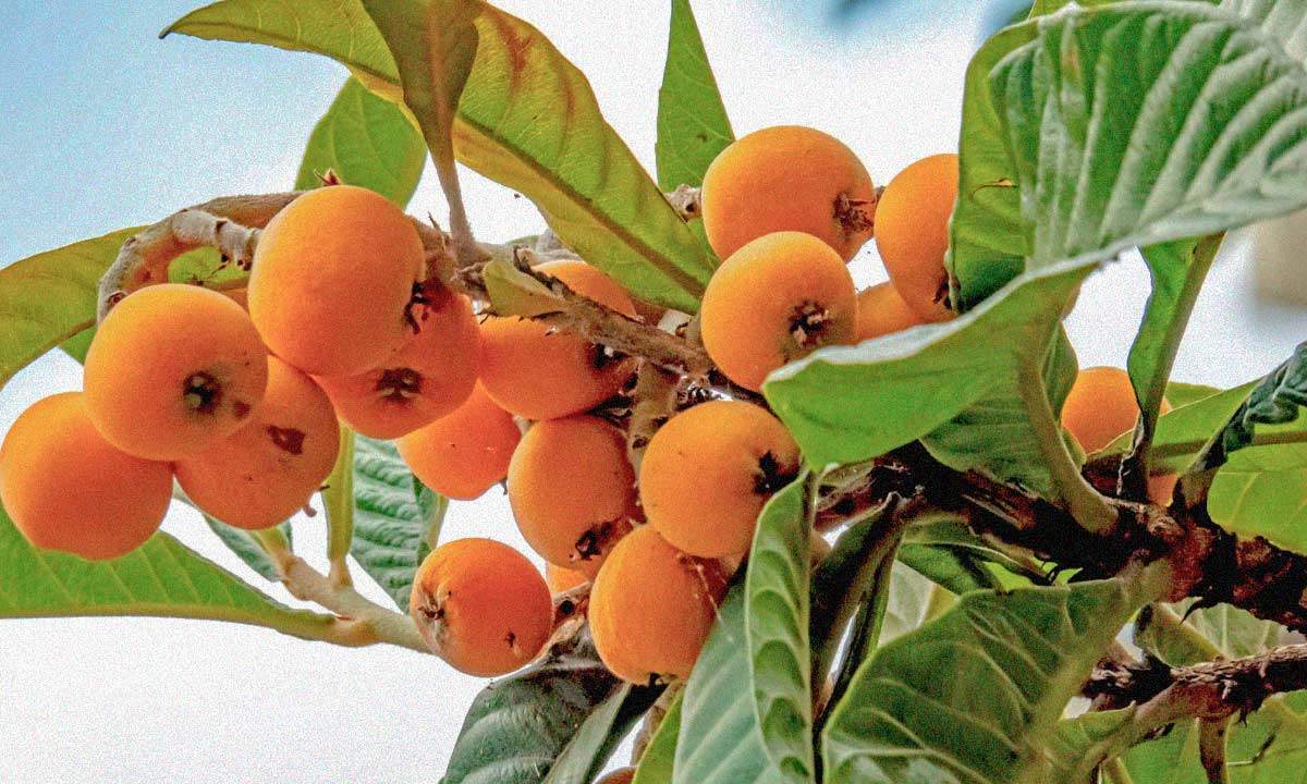¿Cómo se llama el árbol que da nísperos? El curioso nombre que pocos conocen