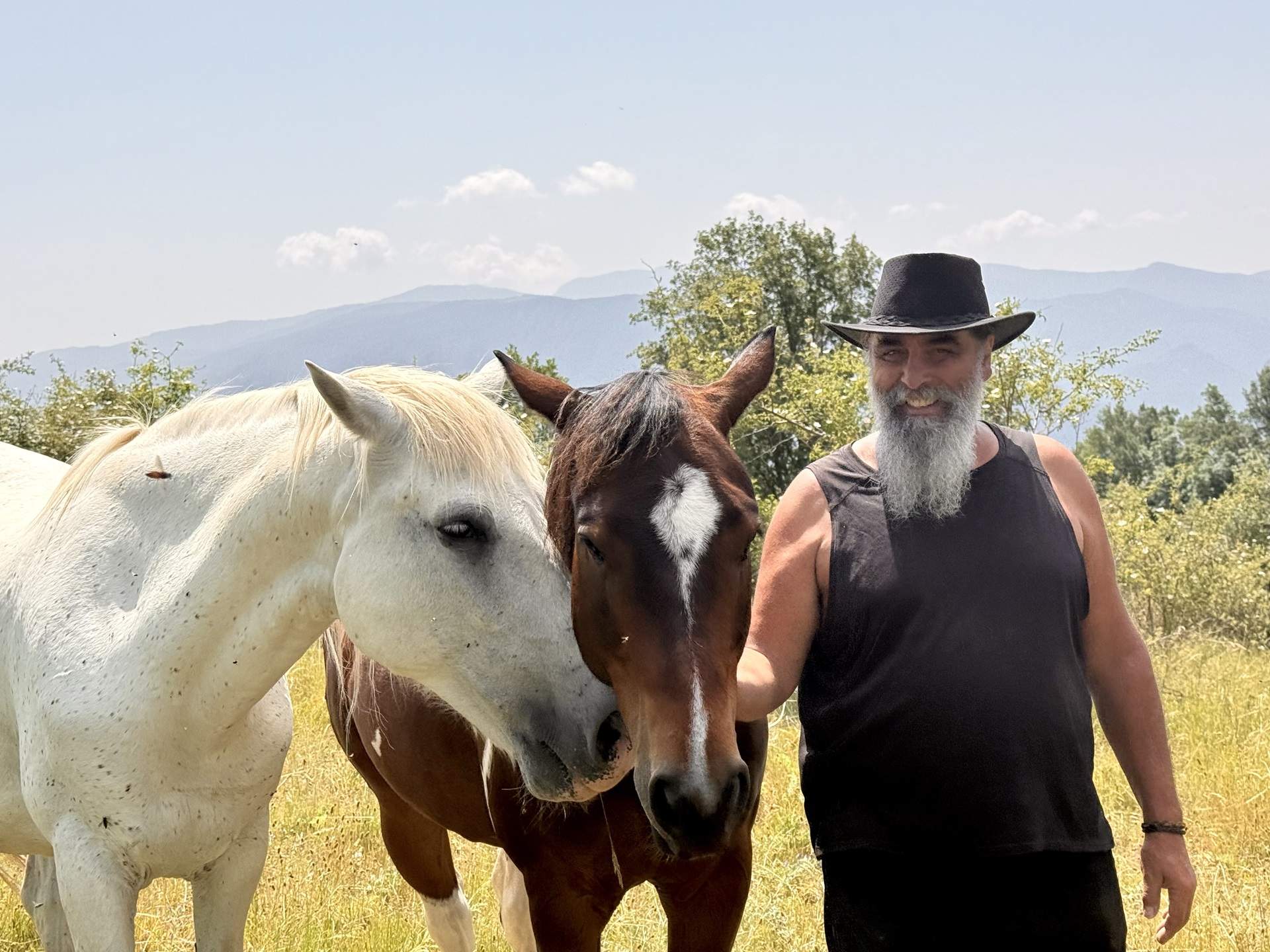 cavalls Montcortès (1)