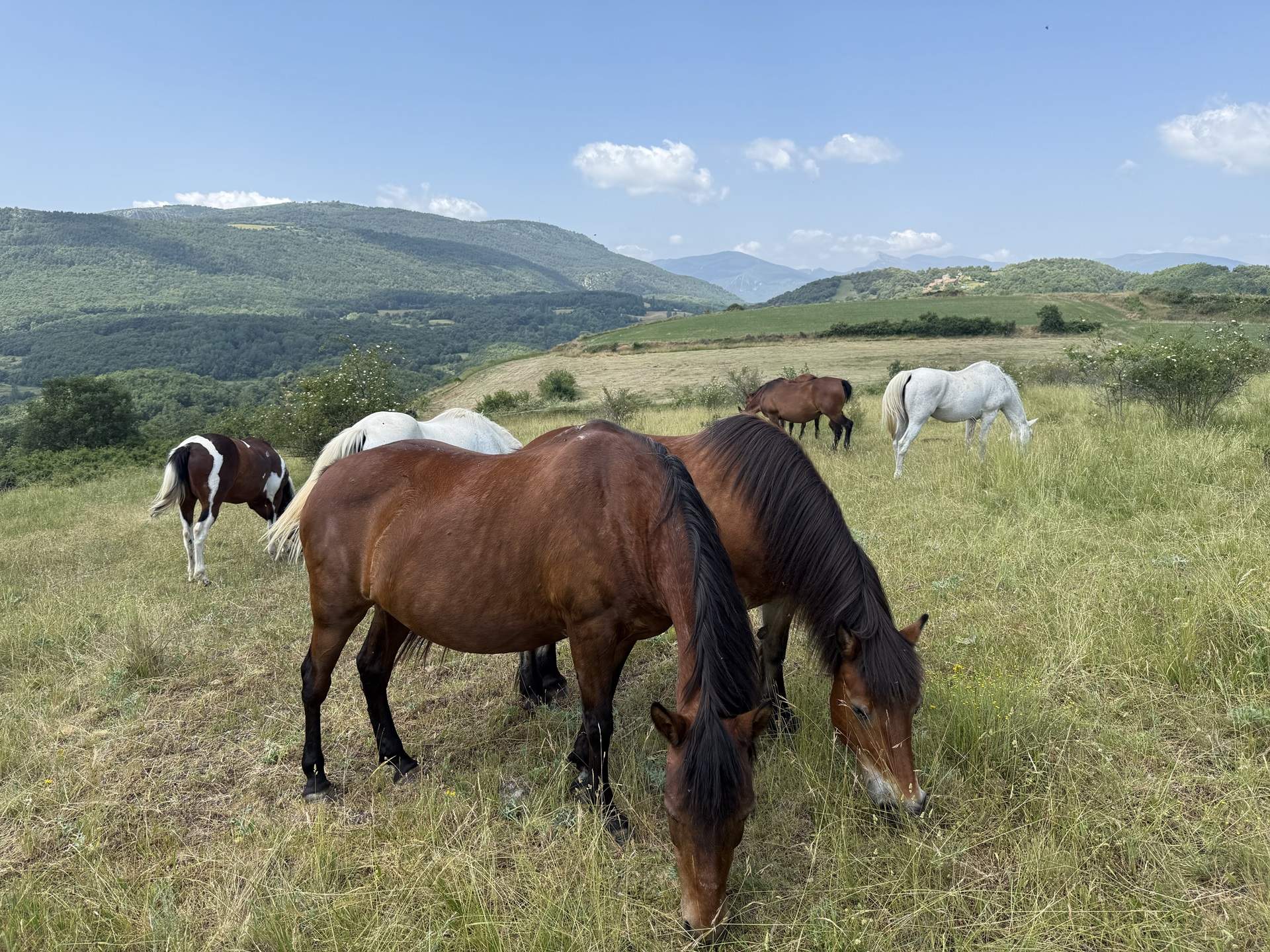 Aquest és el poble de vint habitants del Pallars on els cavalls van a jubilar-se