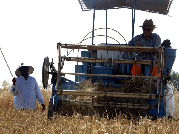 Siega del cereal en una de las fincas experimentales. Oriol Bosch / Alba Mor / ACN Siega del cereal en una de las fincas experimentales. Oriol Bosch / Alba Mor / ACN