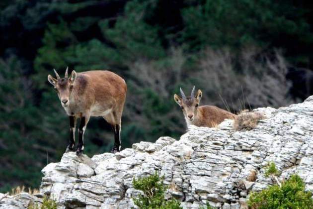 Cabra salvatge, Parc Natural els Ports / Generalitat Cabra salvatge, Parc Natural els Ports / Generalitat