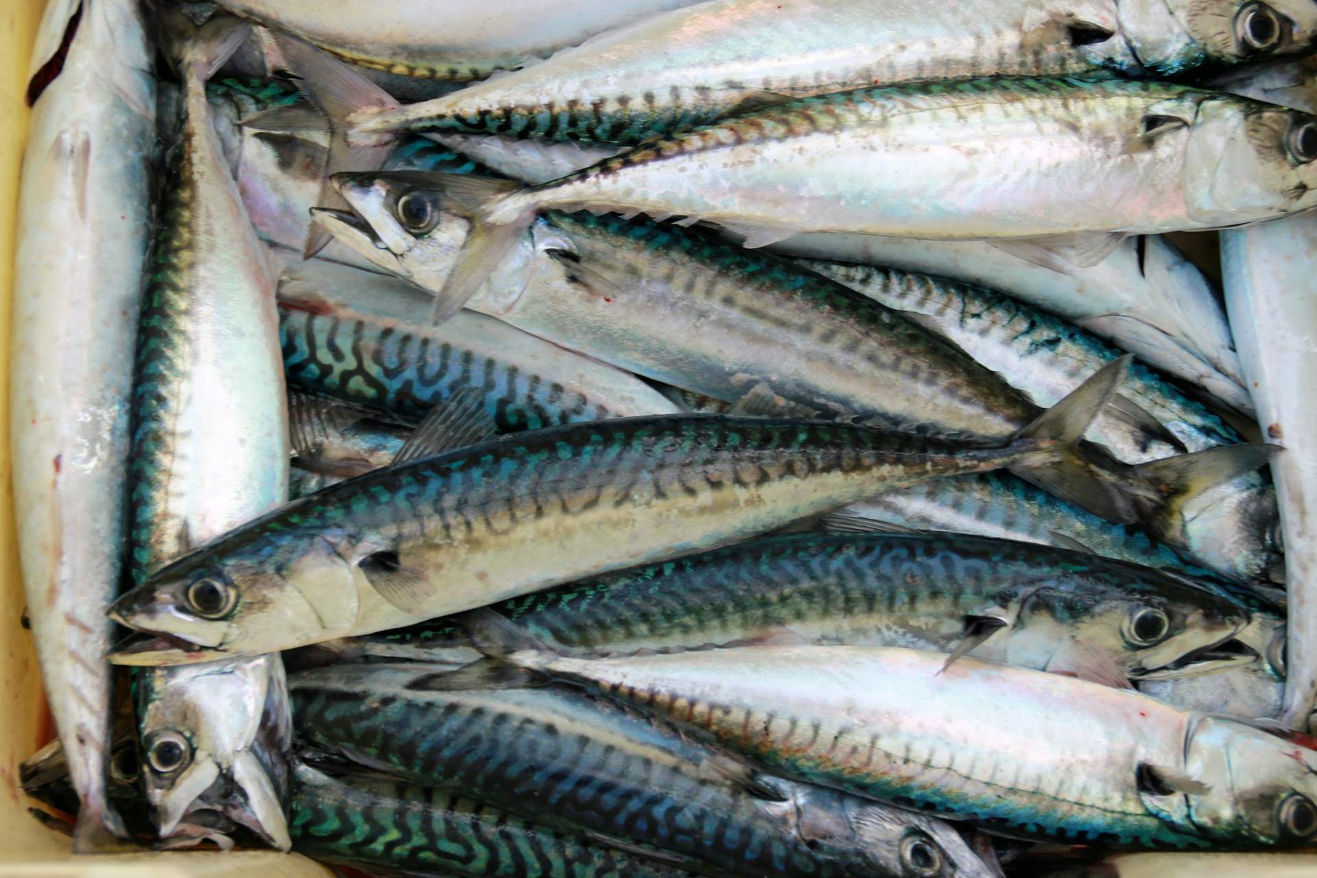 Per què cada vegada hi ha menys verat a les peixateries?