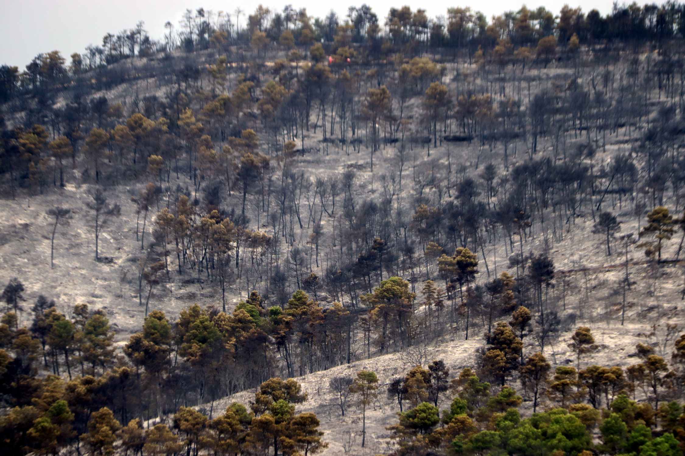 Risc molt alt d'incendi en 109 municipis de Catalunya per l'onada de calor