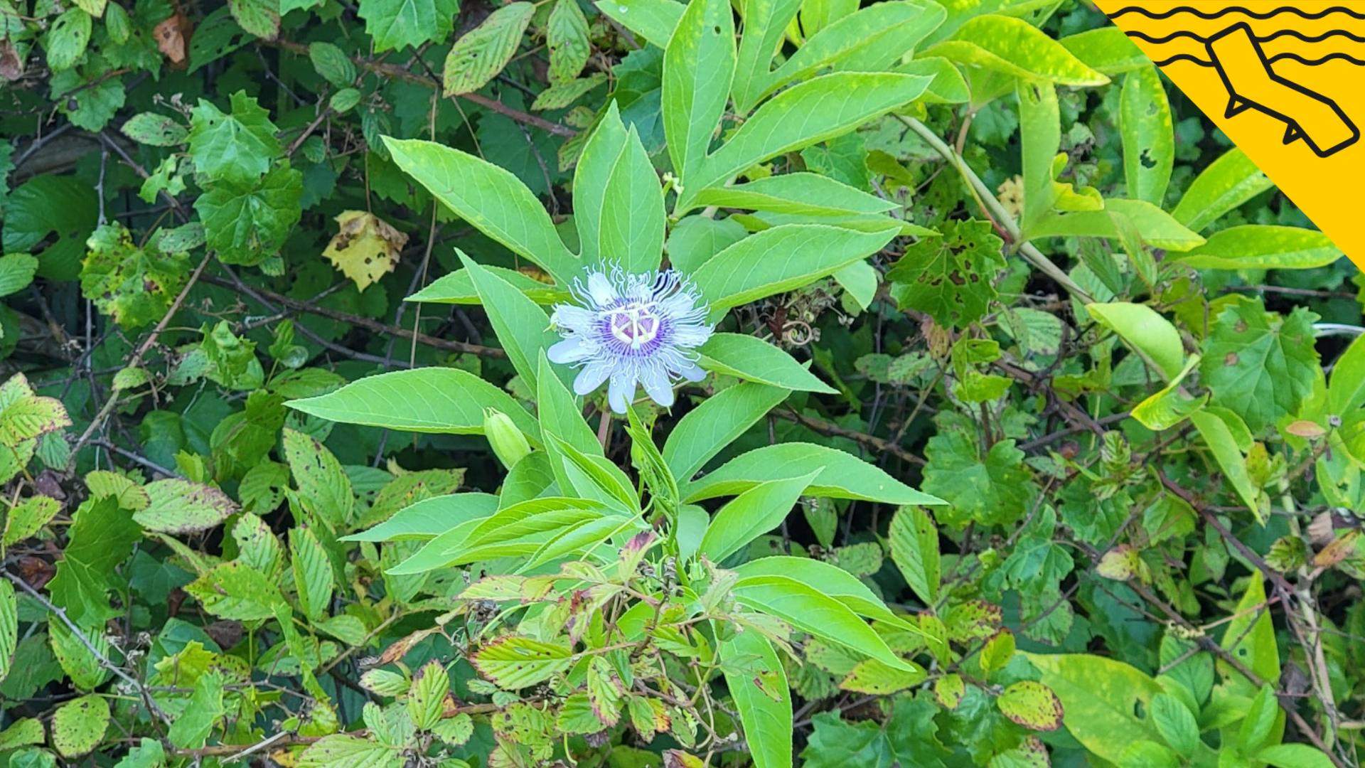 planta enfiladissa maracuja