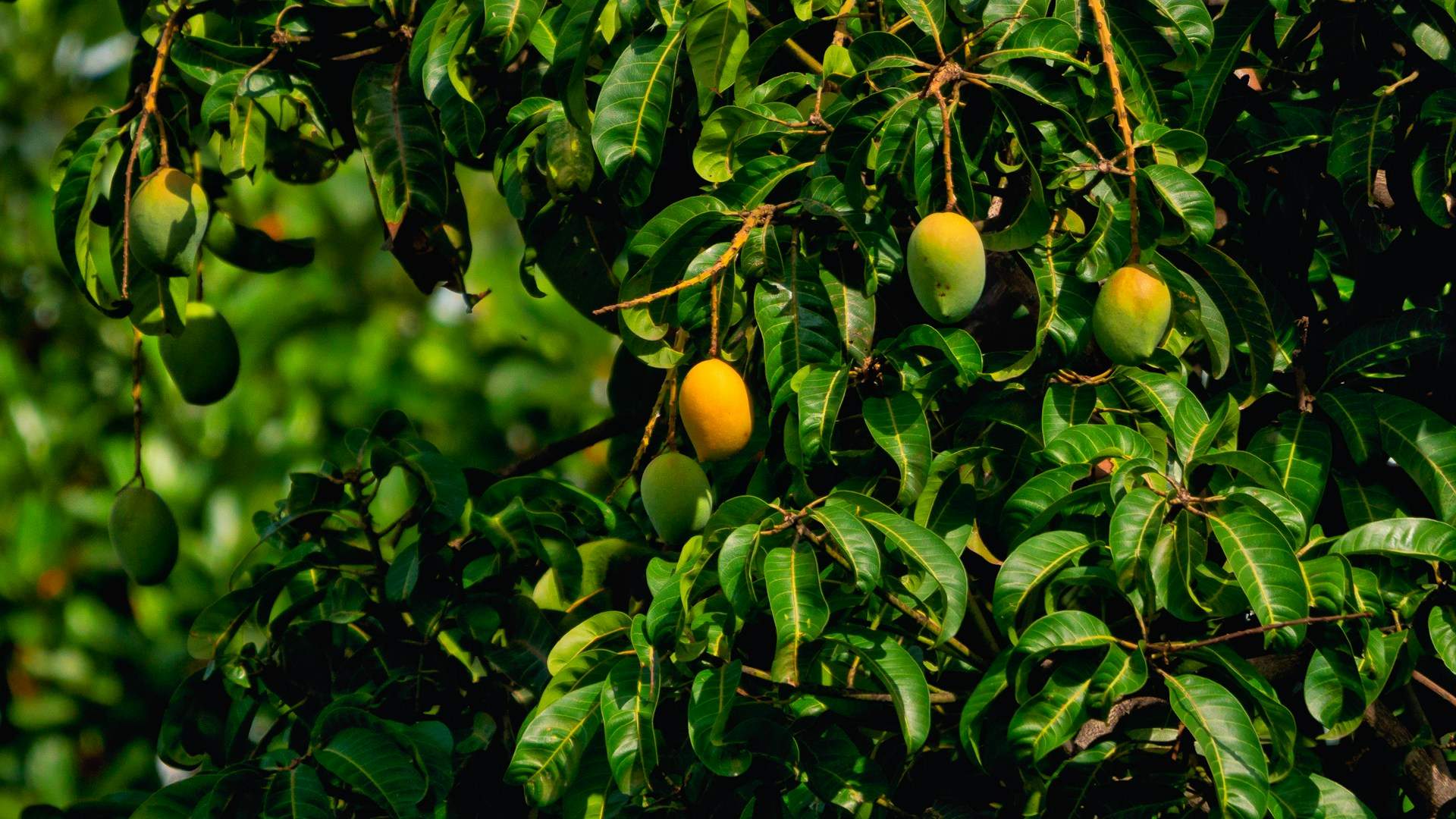 ¿Cómo se llama el árbol que da mangos? El curioso nombre que pocos conocen