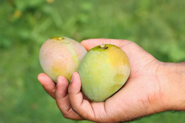 Hay muchas variedades de mango / Foto: Unsplash