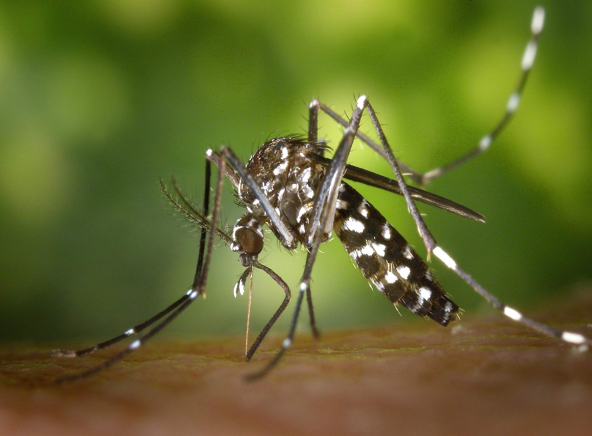 Com prevenir les arbovirosis: malalties transmeses sobretot per mosquits
