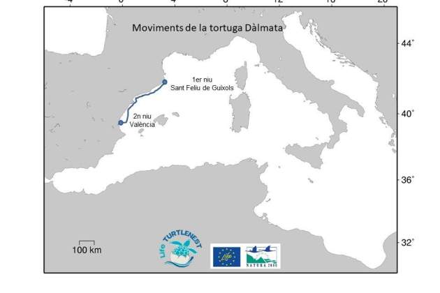 movimientos tortuga dàlmata / UB movimientos tortuga dàlmata / UB