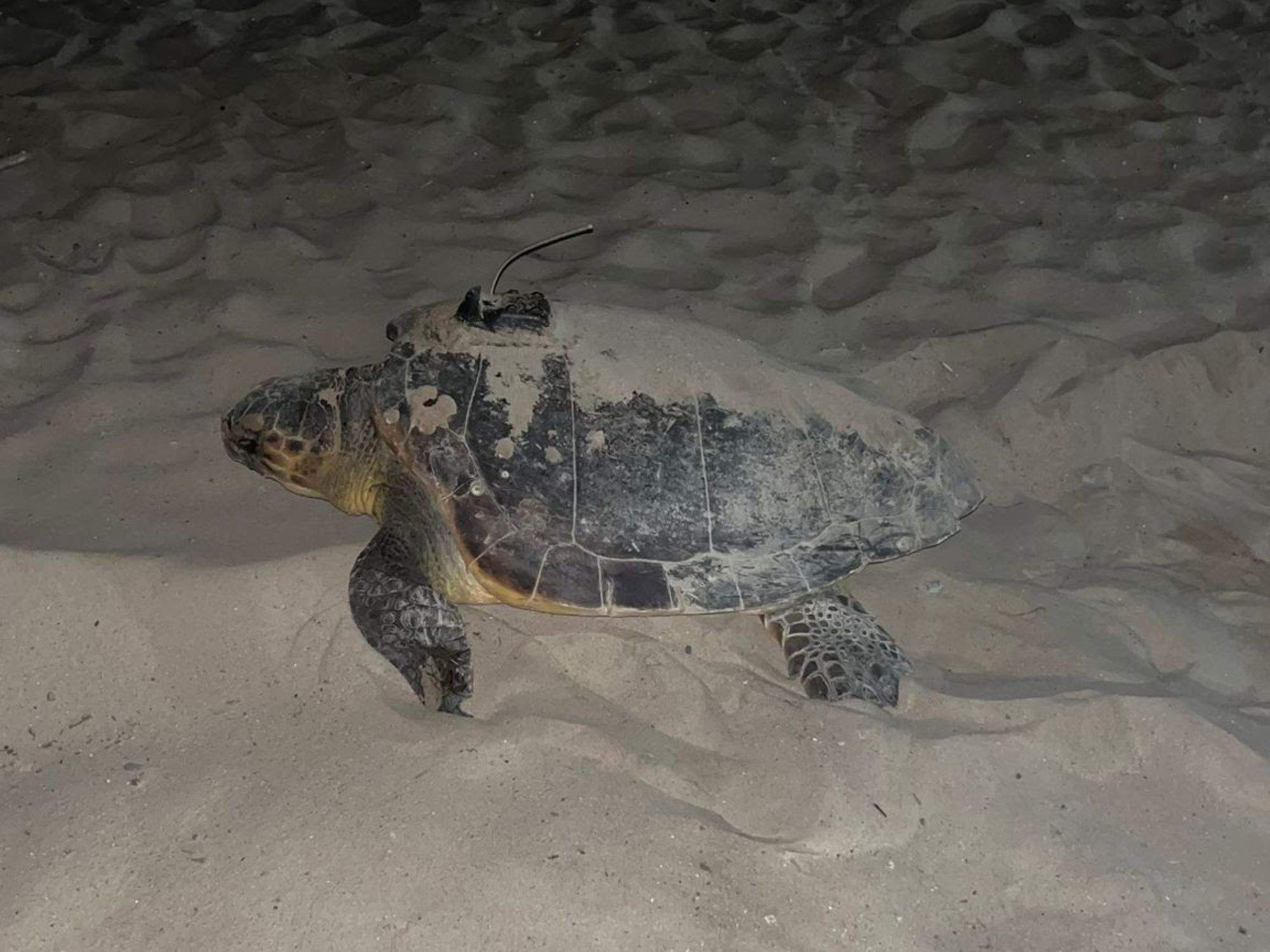 Dàlmata, la tortuga marina que ha nidificat a les costes de Catalunya i València