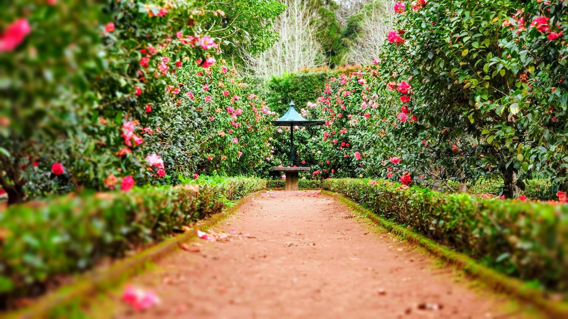 Un jardí al DNI: un 10% d'espanyols tenen nom o cognom de plantes