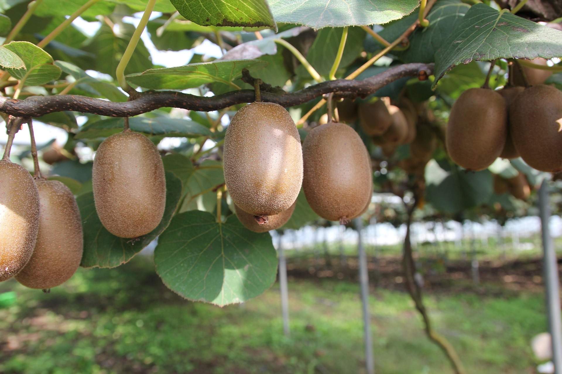 Com es diu l'arbre del kiwi? El curiós nom que pocs coneixen