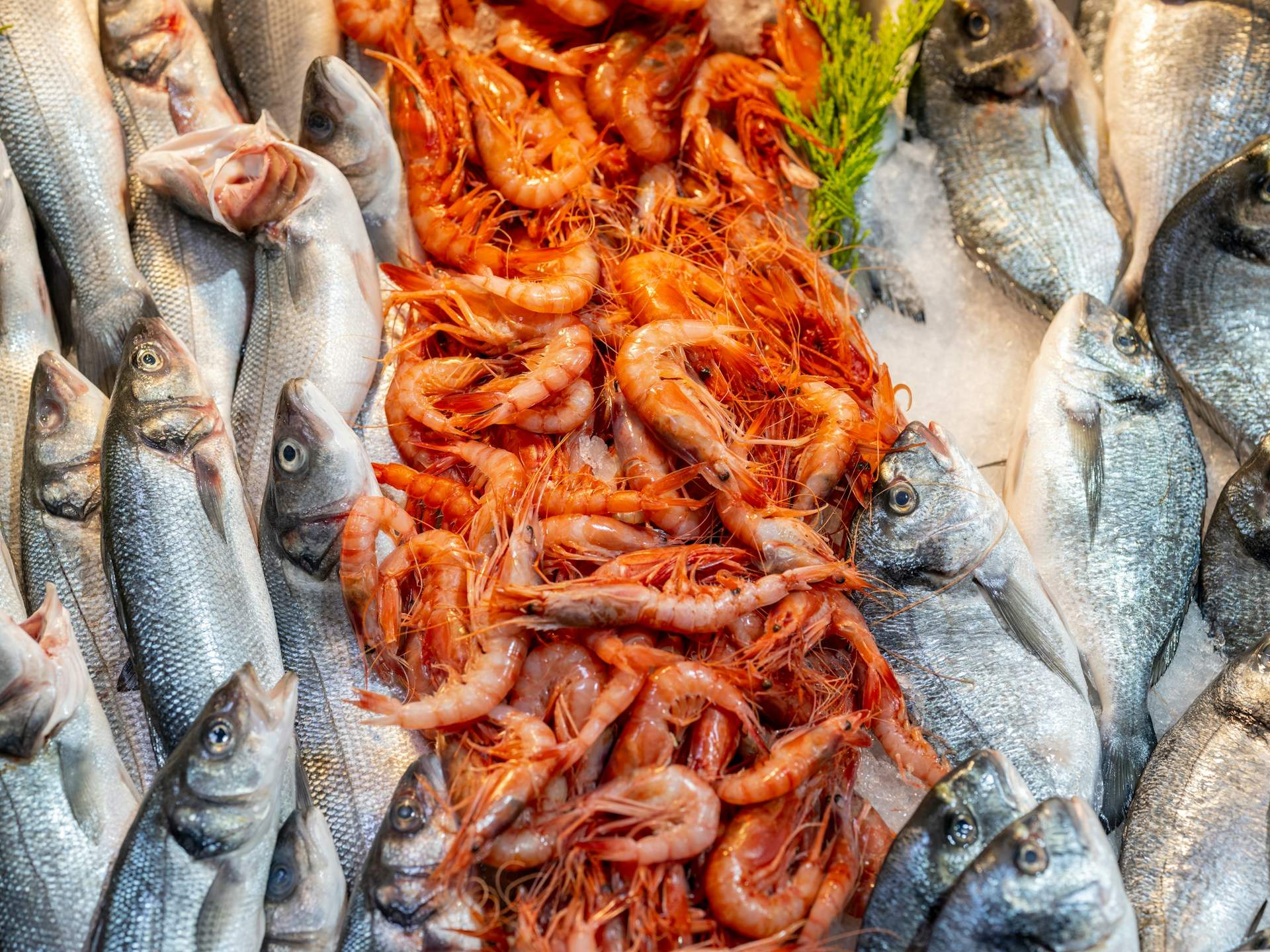 L'ingredient que els romans utilitzaven com a salsa i ara estaria prohibit