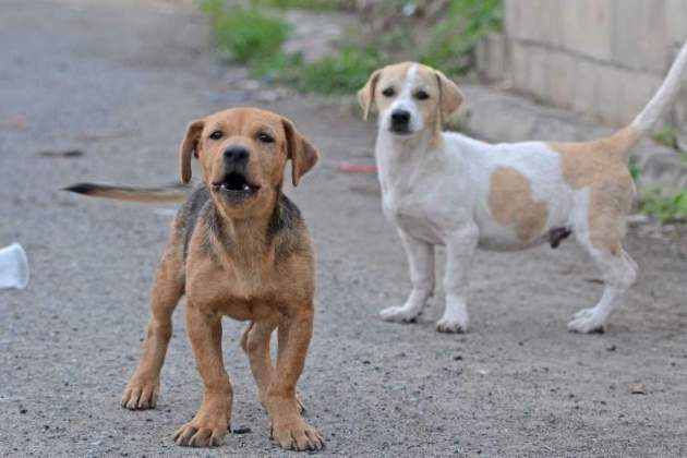 EuropaPress 1733664 tratar perros insecticidas podria reducir transmision leishmaniasis humanos