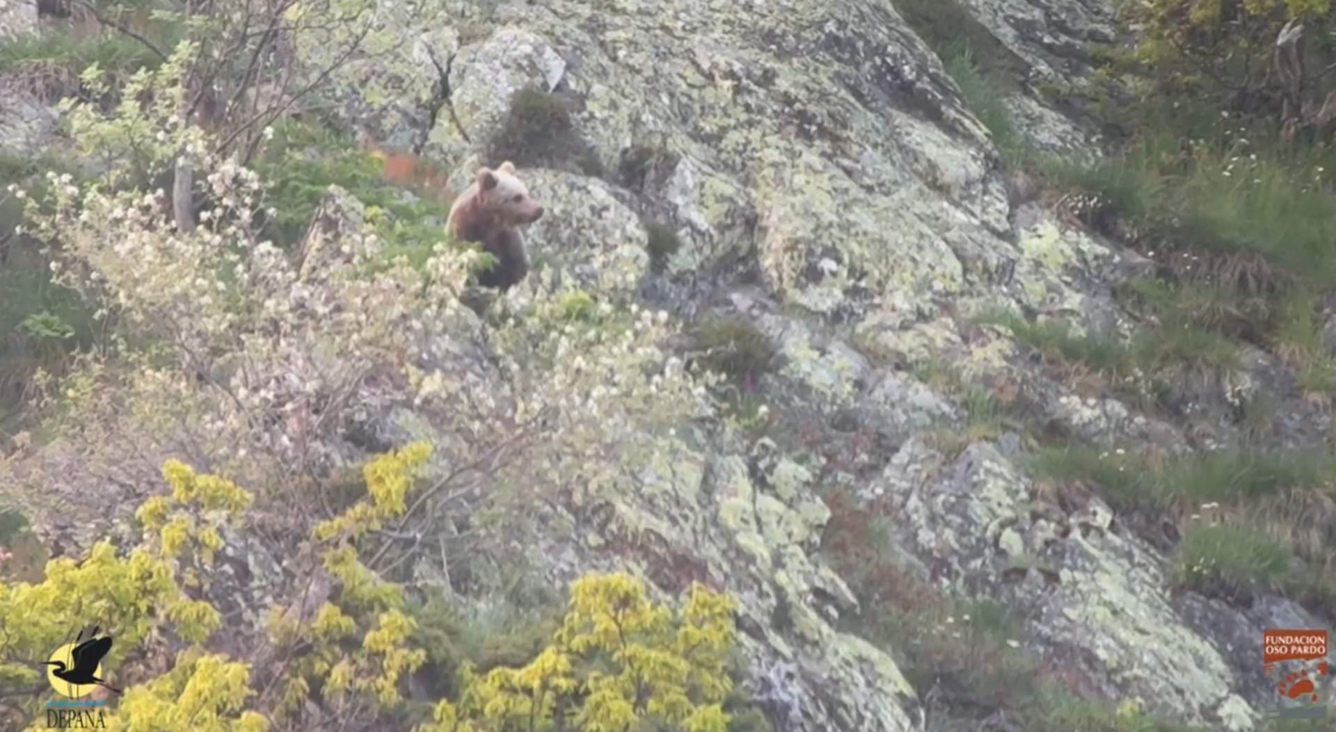 Nuevas imágenes de los ejemplares de oso pardo en la Vall d'Aran
