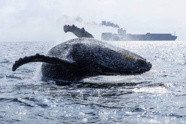 14. ballena 14. ballena