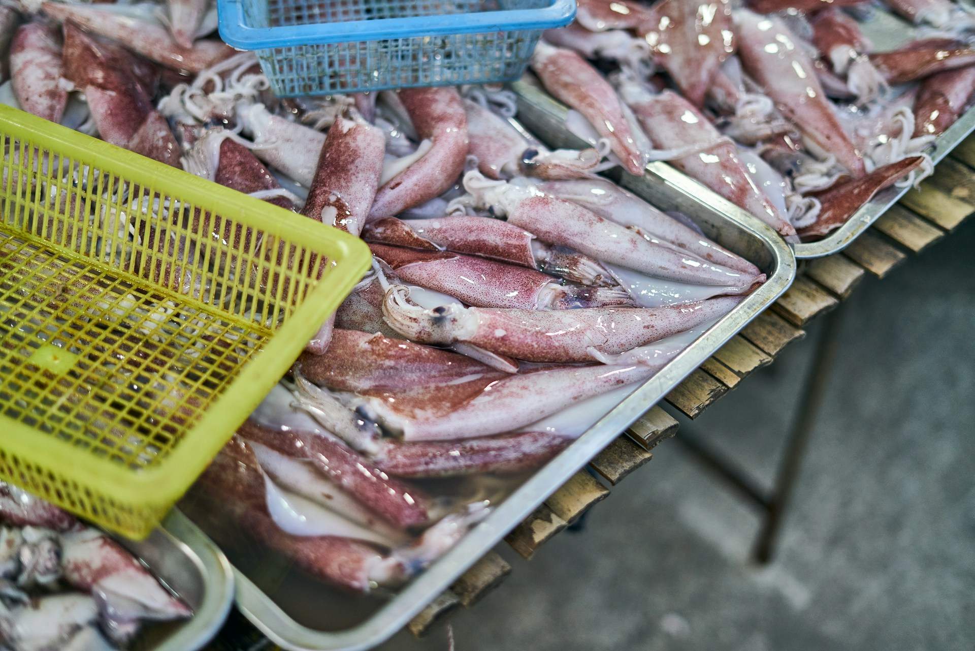 Un pescador explica quina és la diferència entre un calamar i una pota