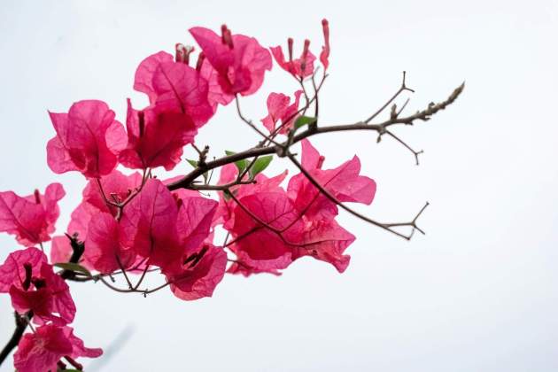 abishek subba ffSAb1WbGfM unsplash abishek subba ffSAb1WbGfM unsplash