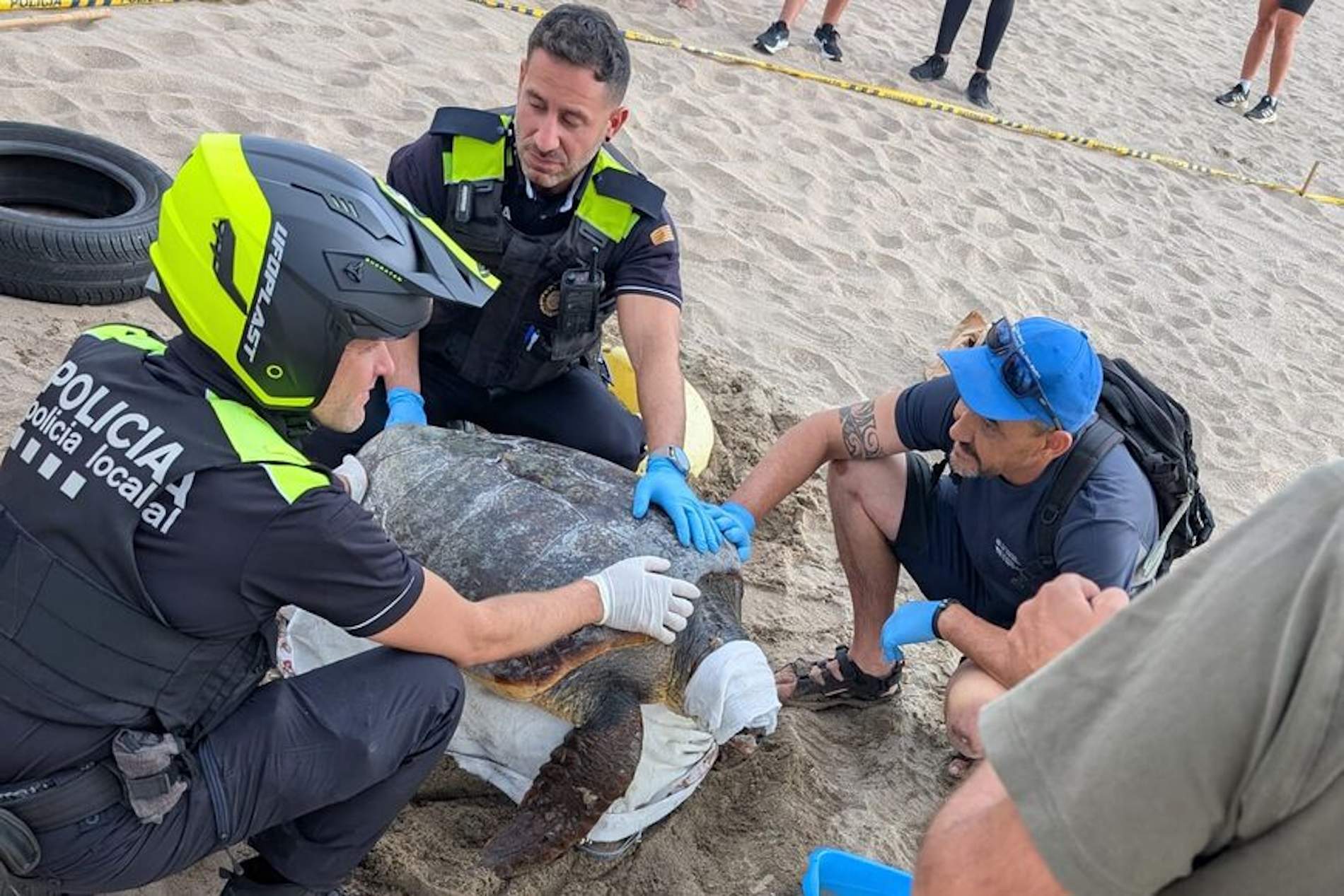Una tortuga careta pon 105 ous a la platja dels Griells de l'Estartit | VÍDEO