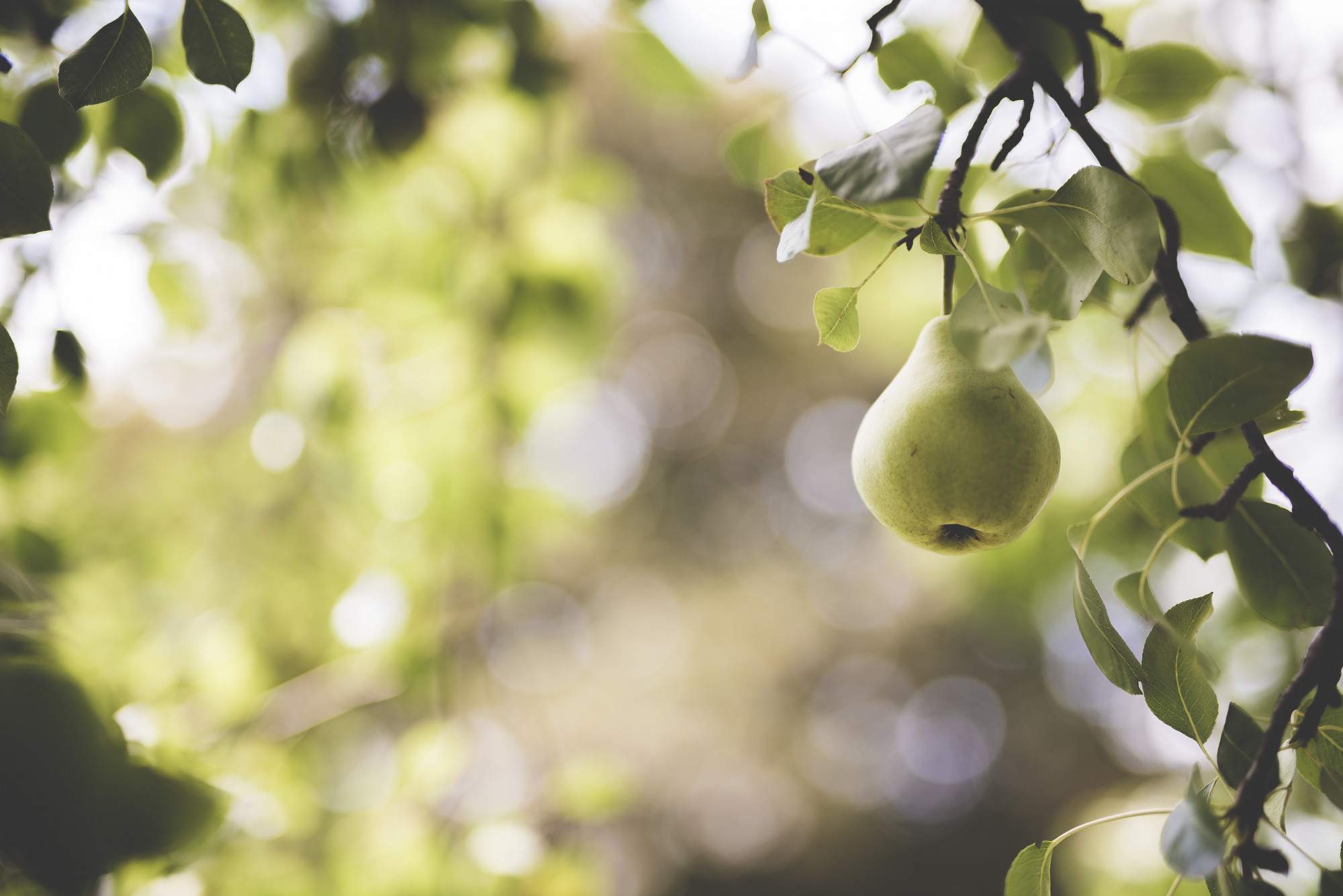 Com es diu l'arbre del codony? El curiós nom que pocs coneixen