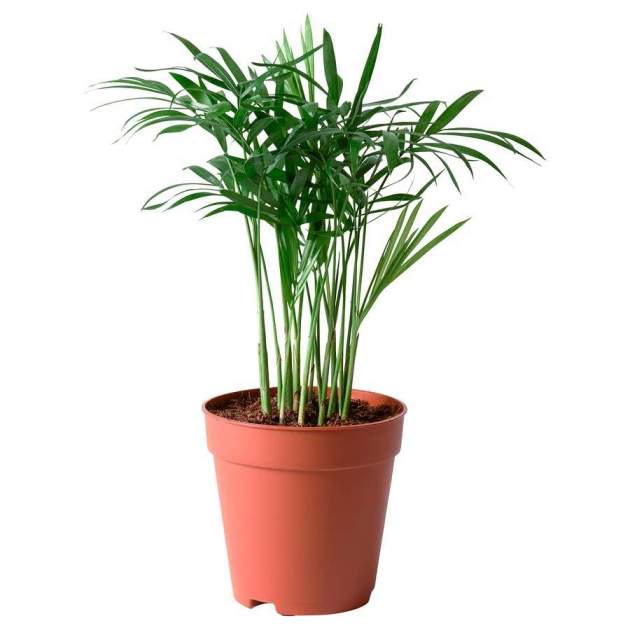 Palmera chamaedoera elegans