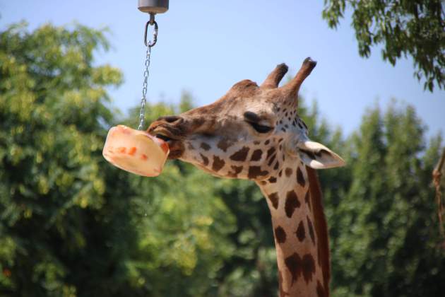 Una girafa menja fruita congelada Zoo de Barcelona / Foto: ACN Una girafa menja fruita congelada Zoo de Barcelona / Foto: ACN