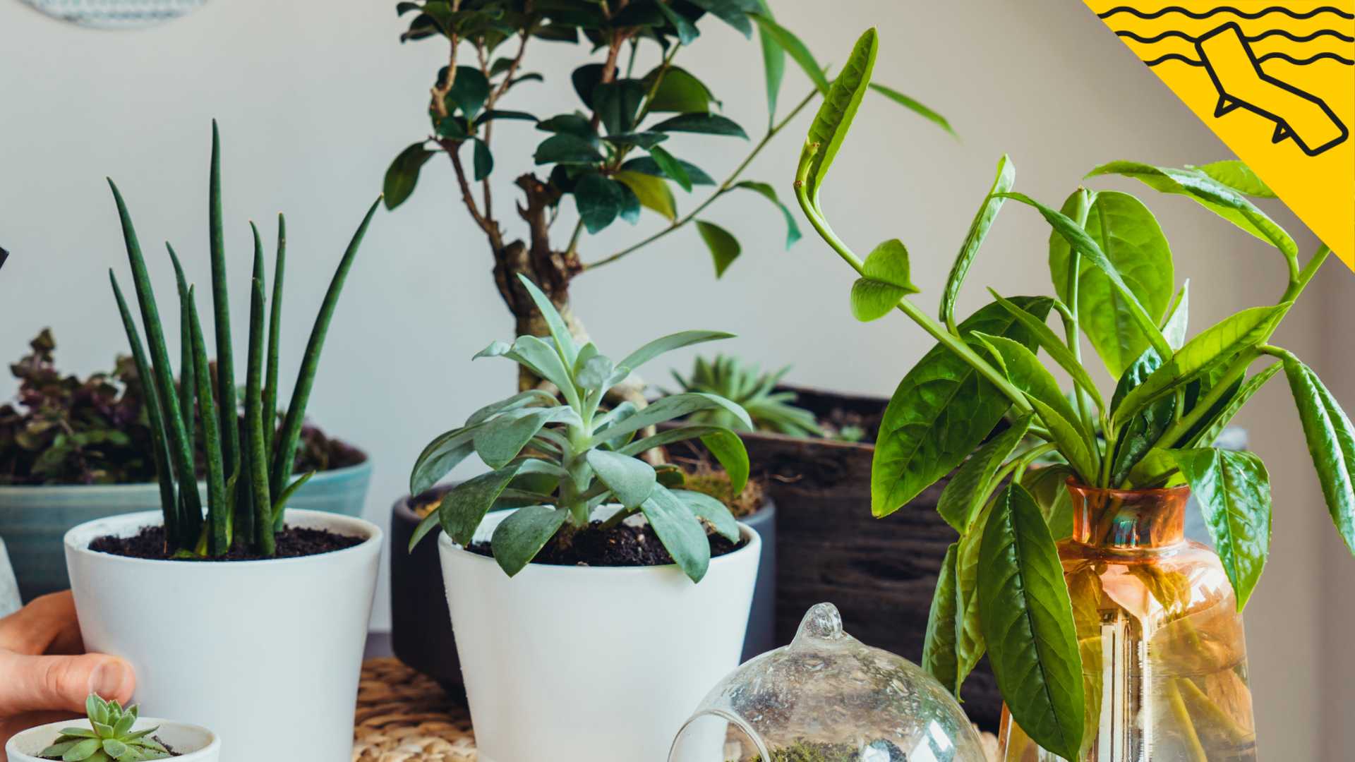 El truc més fàcil i barat per mantenir les plantes vives mentre estàs de vacances (sense molestar els veïns)