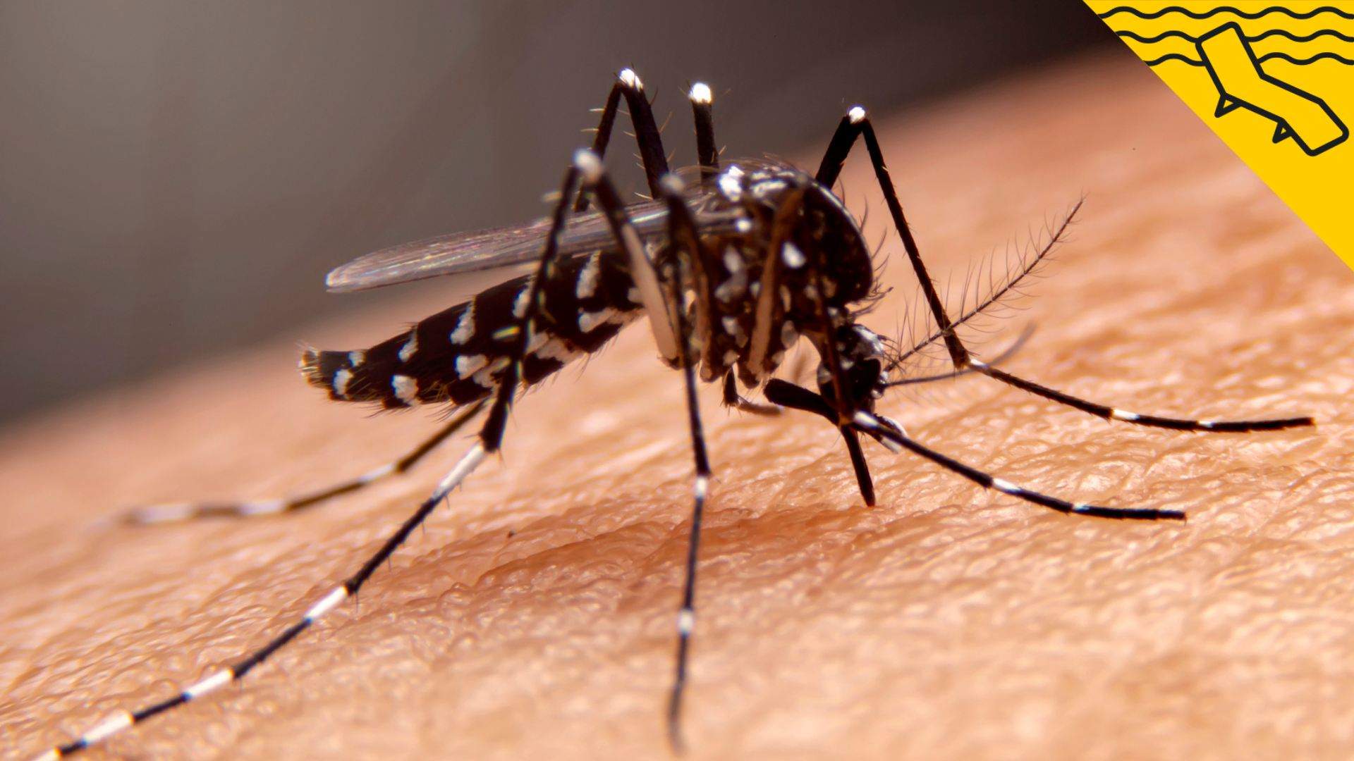 El truc tradicional filipí per caçar mosquits: acaba amb el que et fa la guitza en segons
