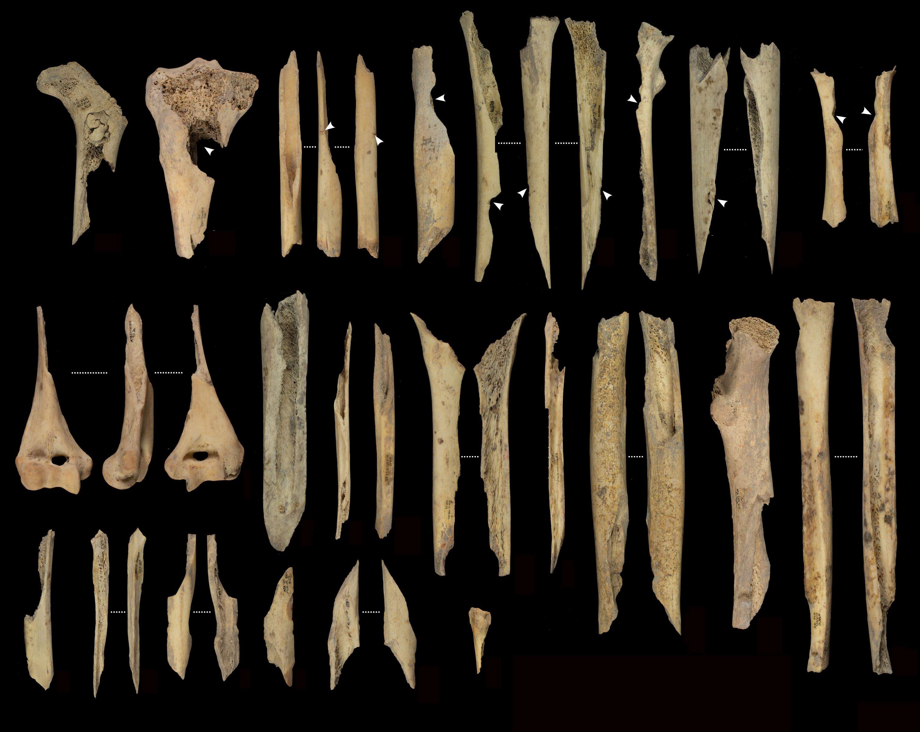 Fragments ossos canibalisme Atapuerca