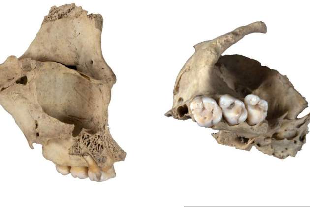 Maxilars canibalisme Atapuerca