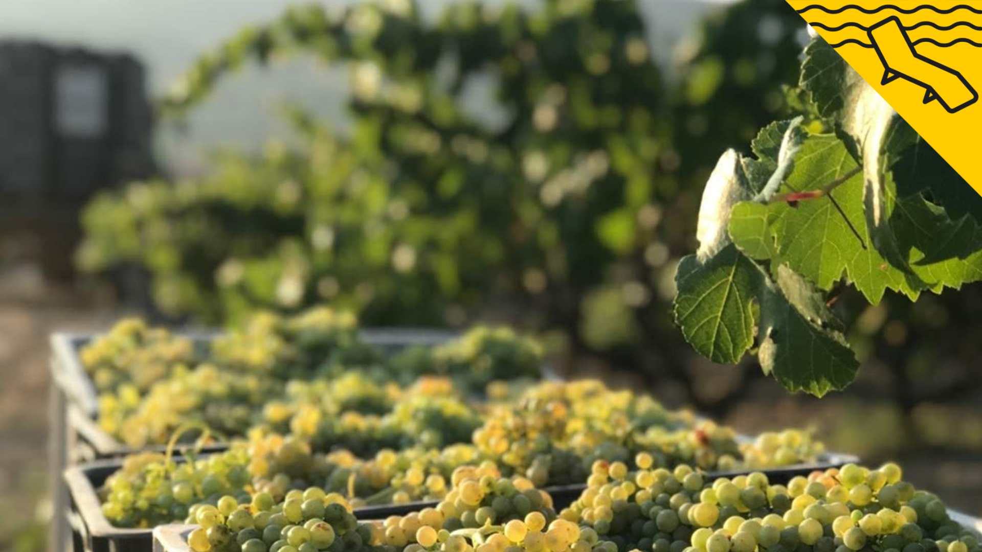 Celler Catalunya